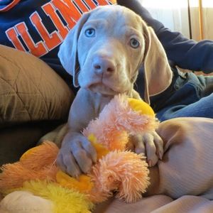 Meet your Posher, Nathan